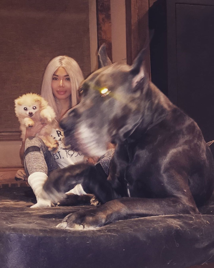 Is it a dog or a horse? The Great Dane Thunder is more than 2 meters tall and weighs 95 kilos