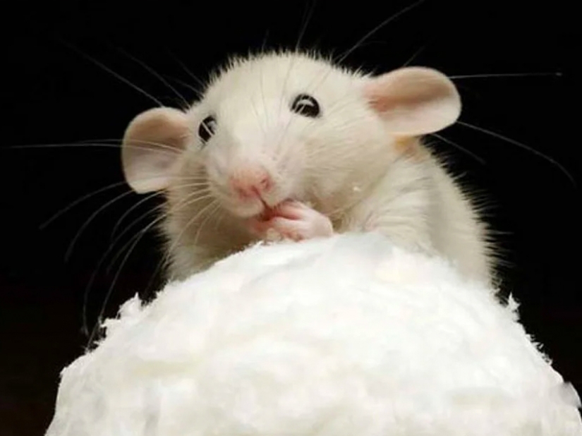 Is sugar as bad as it is portrayed?