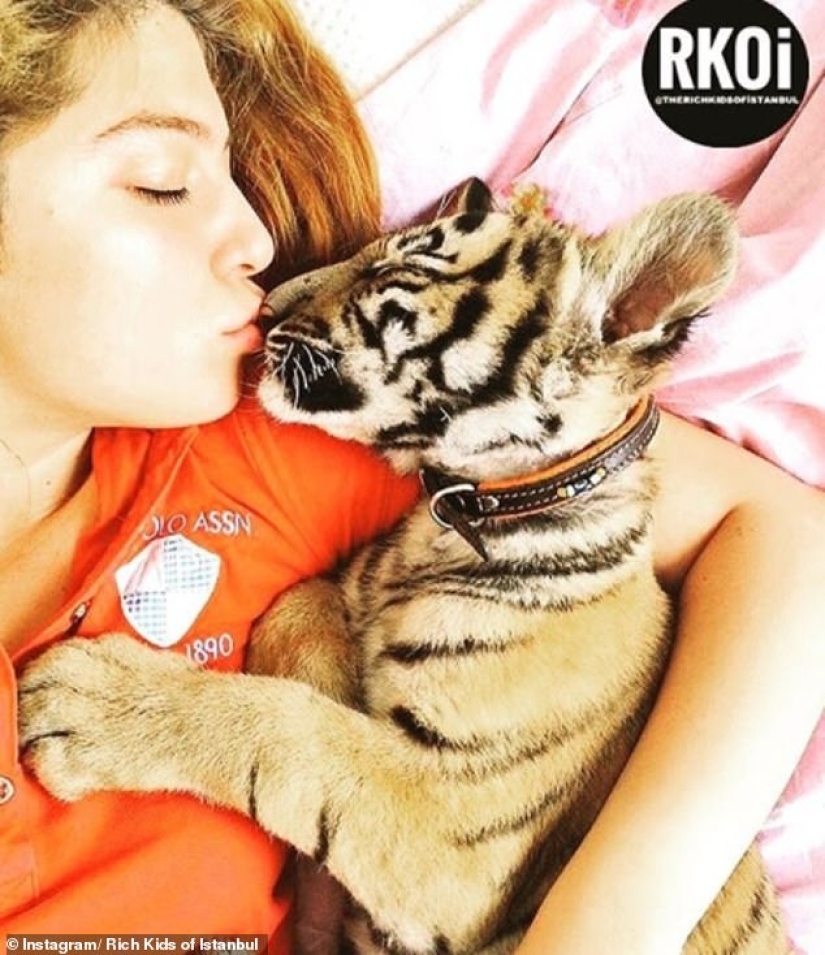 Istanbul's Golden Youth: a tiger instead of a dog and a helicopter instead of a subway