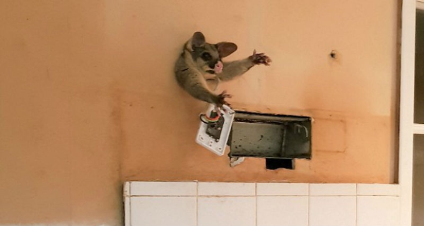 "It's because someone eats too much": possum tried to sneak into the kitchen for a treat, but got stuck halfway "It's because someone eats too much": possum tried to sneak into the kitchen for a treat, but got stuck halfway