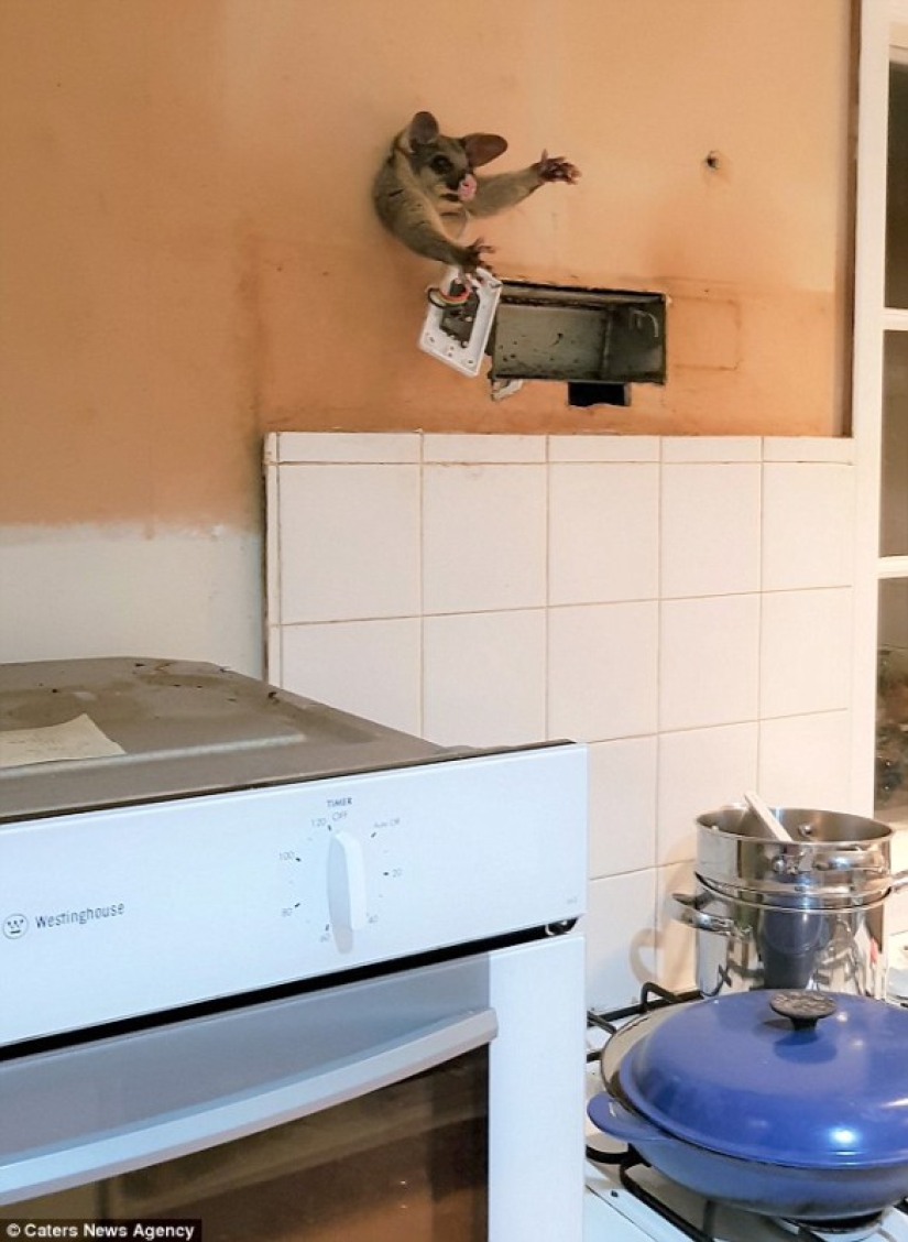 "It's because someone eats too much": possum tried to sneak into the kitchen for a treat, but got stuck halfway "It's because someone eats too much": possum tried to sneak into the kitchen for a treat, but got stuck halfway