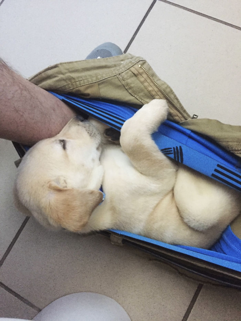 "It's time to buy bigger pants": a labrador puppy can't leave its owner even in the toilet