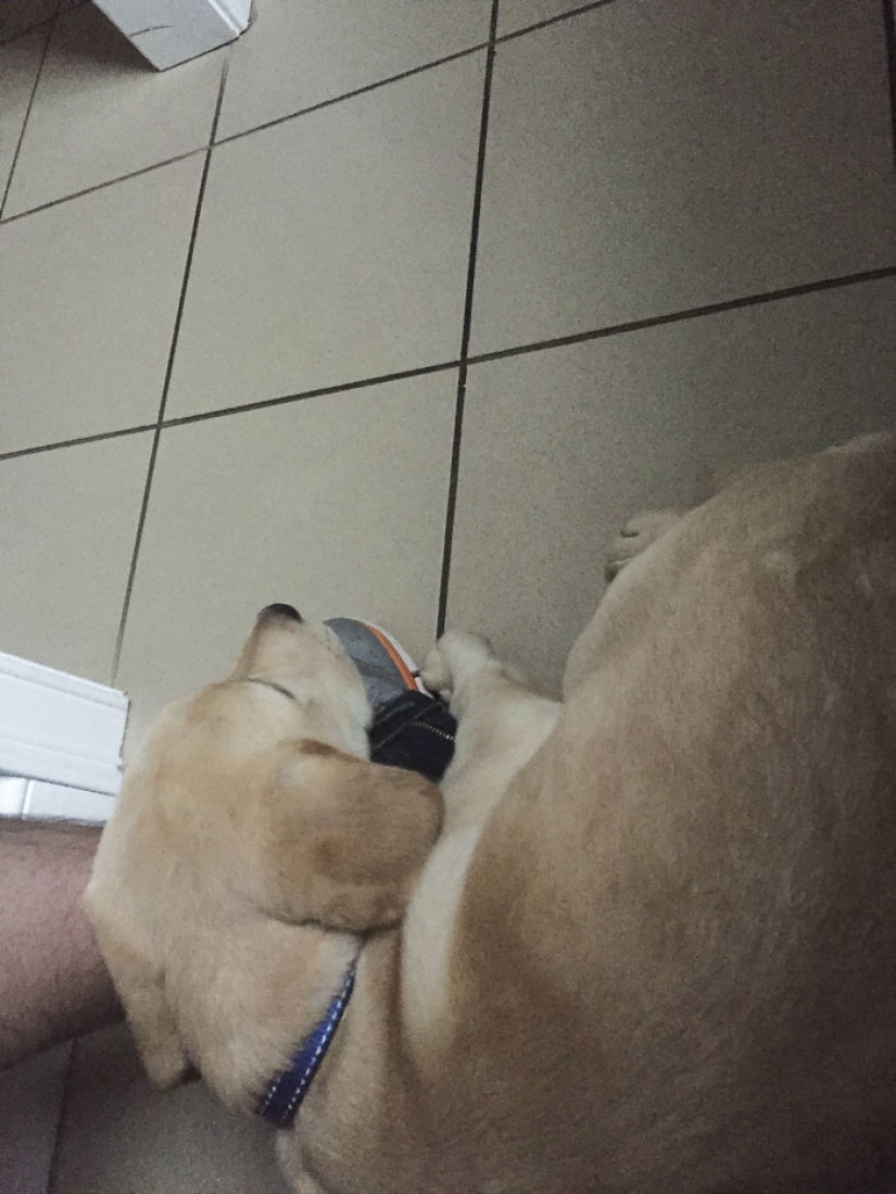 "It's time to buy bigger pants": a labrador puppy can't leave its owner even in the toilet