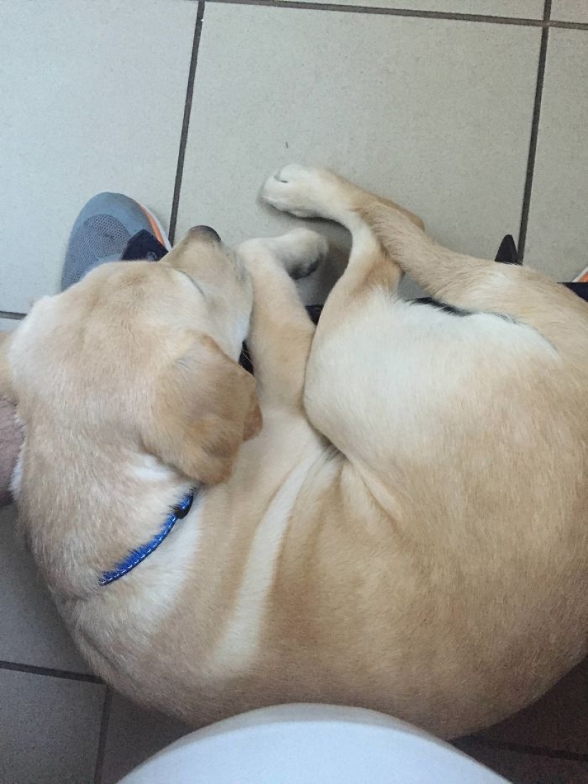 "It's time to buy bigger pants": a labrador puppy can't leave its owner even in the toilet