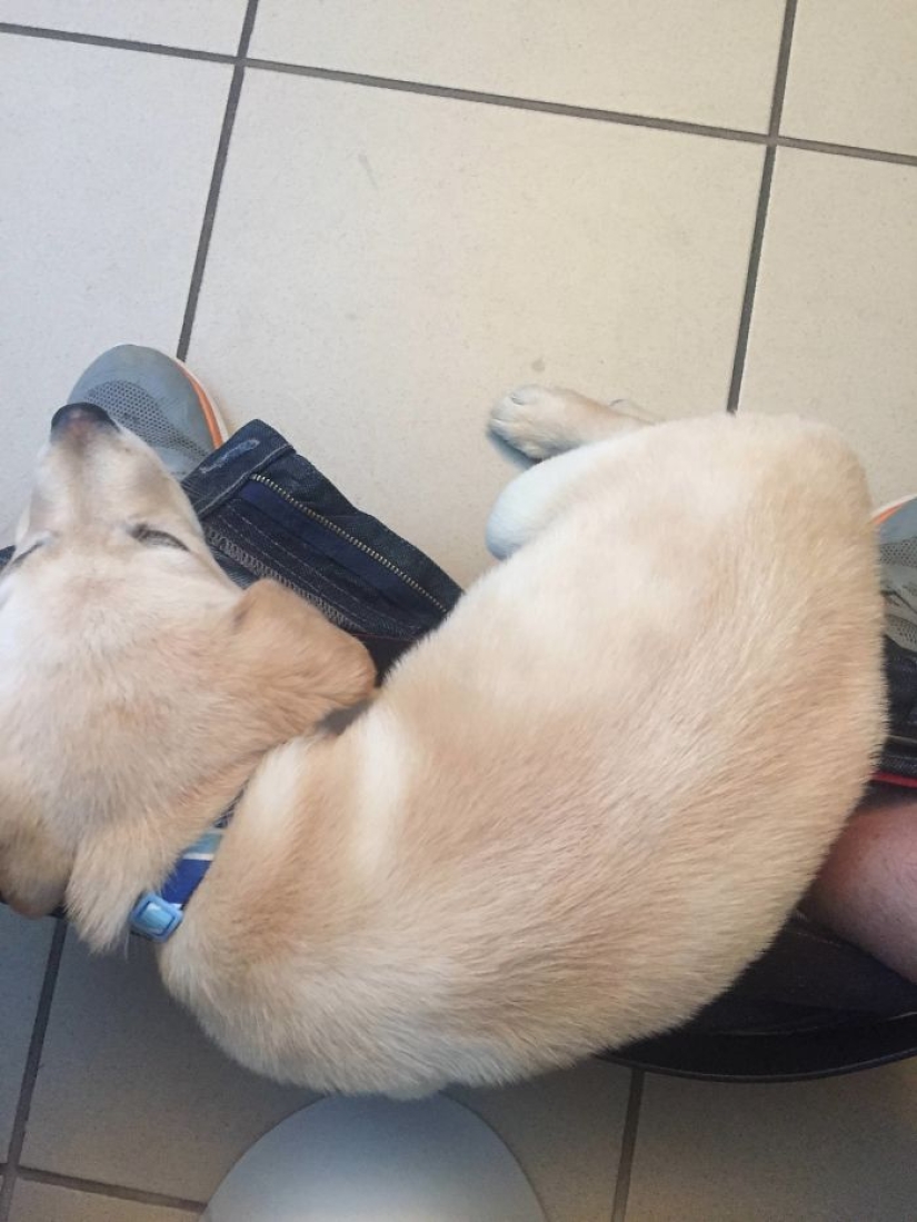 "It's time to buy bigger pants": a labrador puppy can't leave its owner even in the toilet