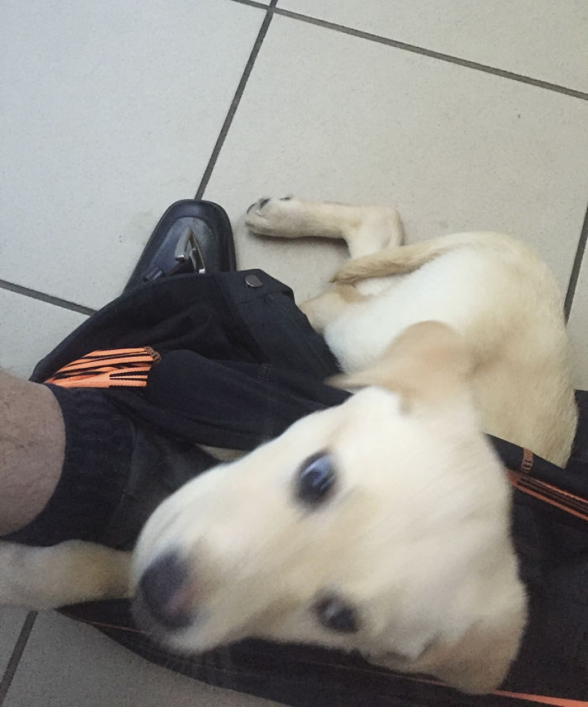 "It's time to buy bigger pants": a labrador puppy can't leave its owner even in the toilet