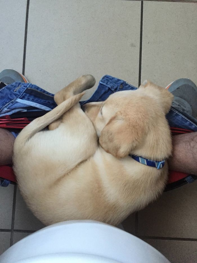 "It's time to buy bigger pants": a labrador puppy can't leave its owner even in the toilet