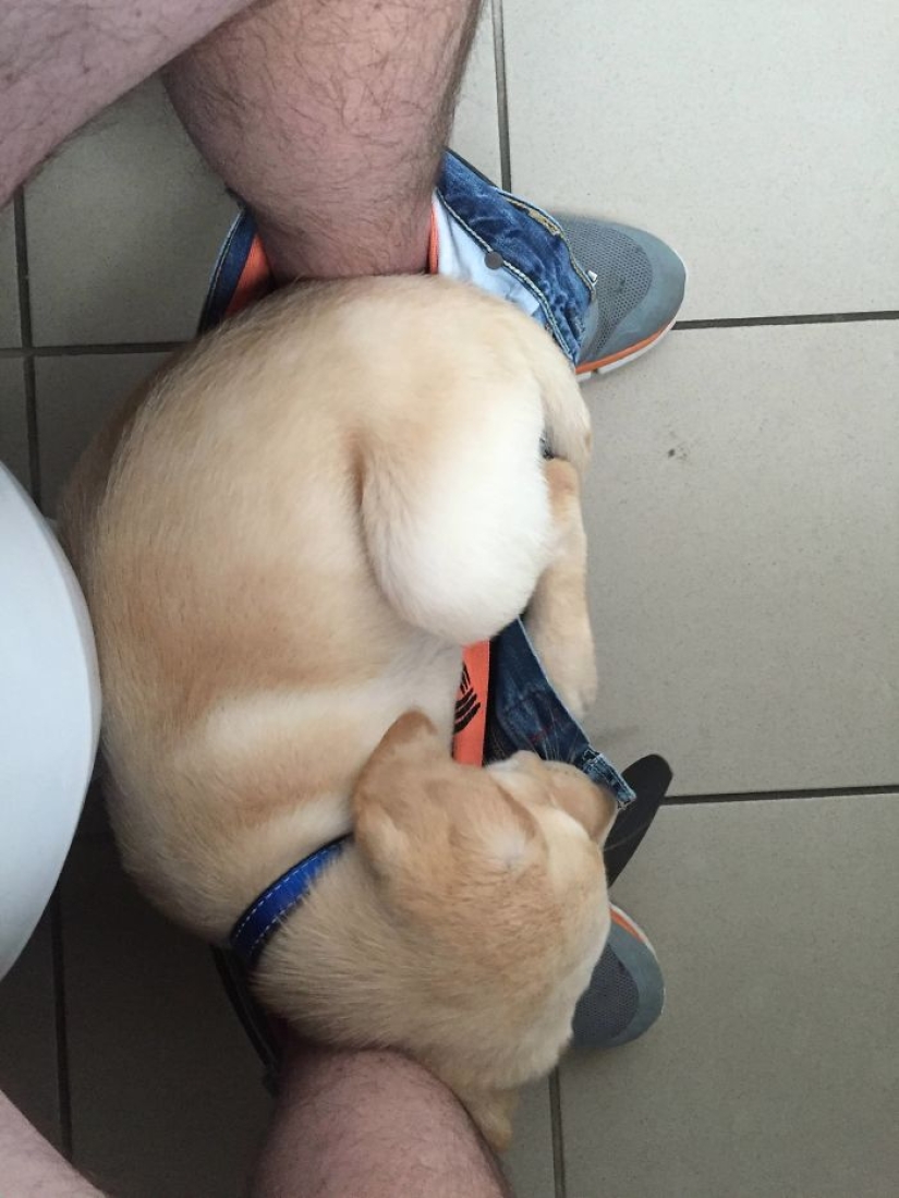 "It's time to buy bigger pants": a labrador puppy can't leave its owner even in the toilet