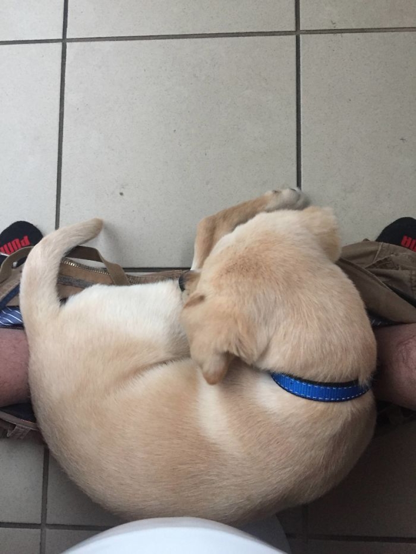 "It's time to buy bigger pants": a labrador puppy can't leave its owner even in the toilet