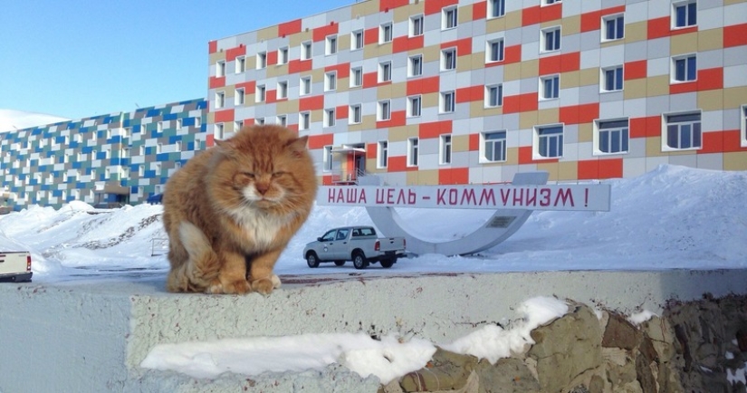 James el gato: por qué el único gato de Svalbard se esconde debajo de los documentos de otra persona James el gato: por qué el único gato de Svalbard se esconde debajo de los documentos de otra persona