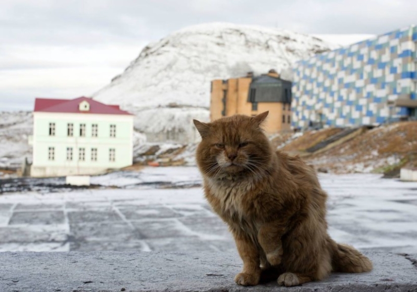 James el gato: por qué el único gato de Svalbard se esconde debajo de los documentos de otra persona James el gato: por qué el único gato de Svalbard se esconde debajo de los documentos de otra persona