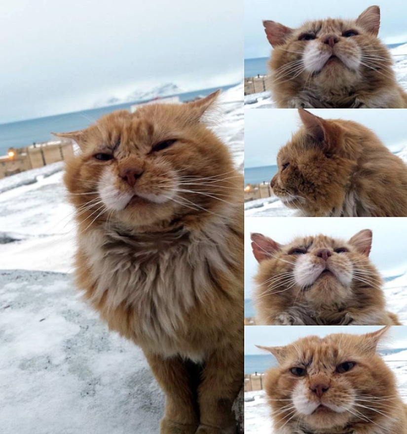 James el gato: por qué el único gato de Svalbard se esconde debajo de los documentos de otra persona James el gato: por qué el único gato de Svalbard se esconde debajo de los documentos de otra persona