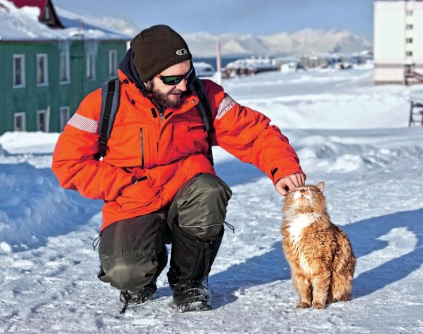 James el gato: por qué el único gato de Svalbard se esconde debajo de los documentos de otra persona James el gato: por qué el único gato de Svalbard se esconde debajo de los documentos de otra persona