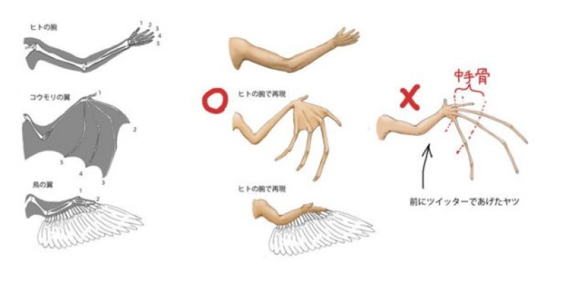 Japanese illustrator shows what people would look like if we had the bones of various animals