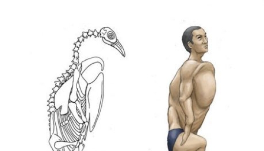 Japanese illustrator shows what people would look like if we had the bones of various animals Japanese illustrator shows what people would look like if we had the bones of various animals