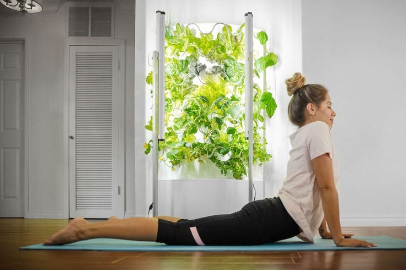 Jardín de TI móvil: hasta 30 plantas pueden crecer simultáneamente en un innovador jardín interior