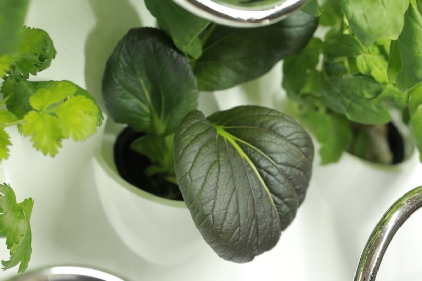 Jardín de TI móvil: hasta 30 plantas pueden crecer simultáneamente en un innovador jardín interior