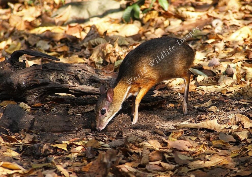 Kanchil is an amazing baby deer from the tropics Kanchil is an amazing baby deer from the tropics