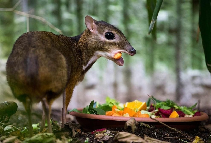 Kanchil is an amazing baby deer from the tropics Kanchil is an amazing baby deer from the tropics