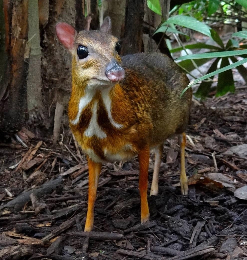 Kanchil is an amazing baby deer from the tropics Kanchil is an amazing baby deer from the tropics