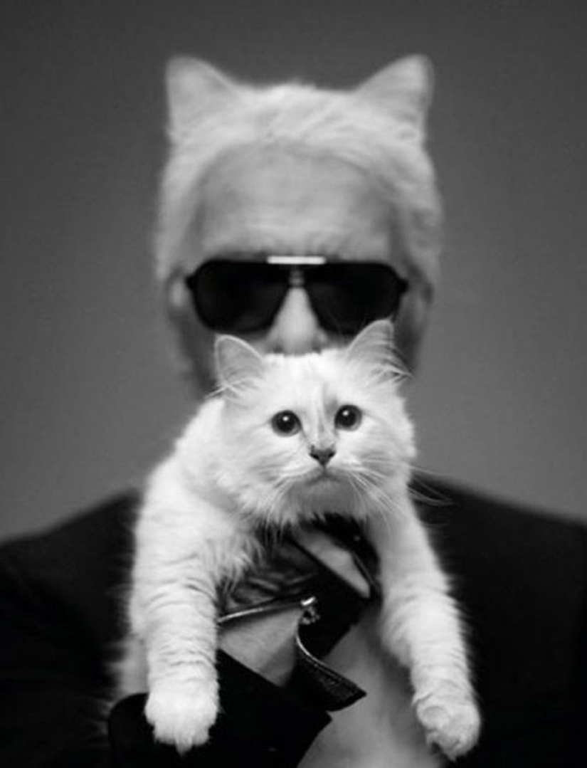 Karl Lagerfeld's cat earned 3 million euros in a year Karl Lagerfeld's cat earned 3 million euros in a year