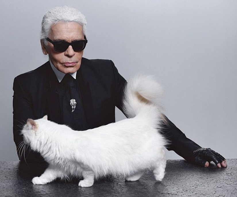 Karl Lagerfeld's cat earned 3 million euros in a year Karl Lagerfeld's cat earned 3 million euros in a year