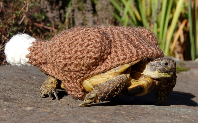 Kathy Bradley knits unusual costumes for turtles Kathy Bradley knits unusual costumes for turtles