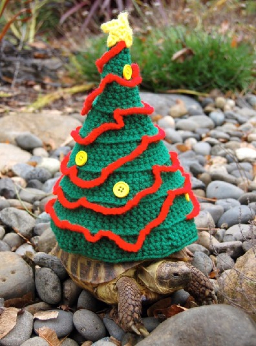 Kathy Bradley knits unusual costumes for turtles Kathy Bradley knits unusual costumes for turtles