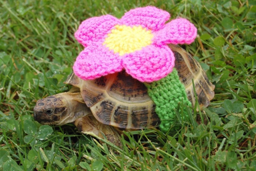 Kathy Bradley knits unusual costumes for turtles Kathy Bradley knits unusual costumes for turtles