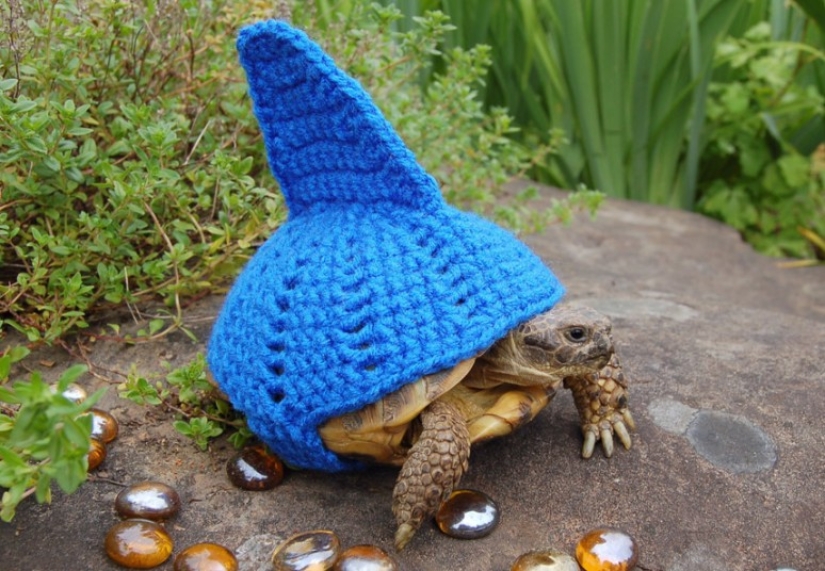 Kathy Bradley knits unusual costumes for turtles Kathy Bradley knits unusual costumes for turtles