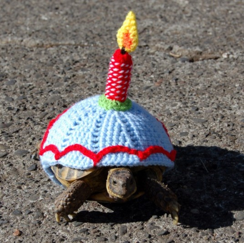 Kathy Bradley knits unusual costumes for turtles Kathy Bradley knits unusual costumes for turtles