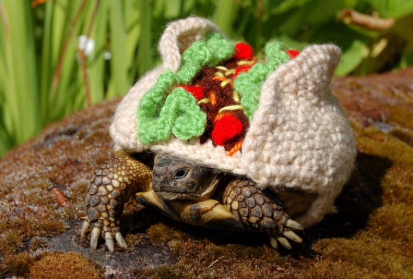 Kathy Bradley knits unusual costumes for turtles Kathy Bradley knits unusual costumes for turtles