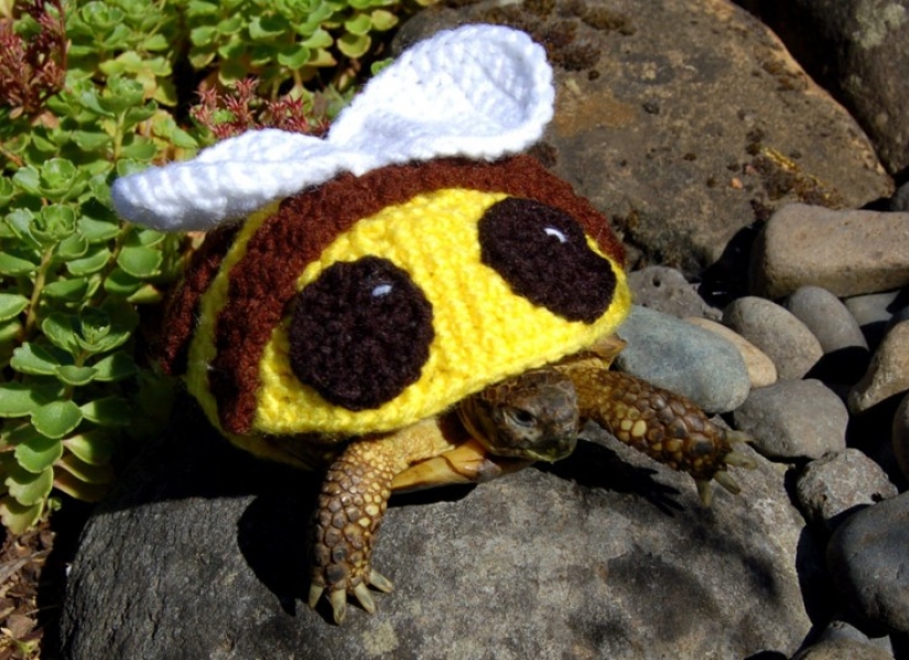 Kathy Bradley knits unusual costumes for turtles Kathy Bradley knits unusual costumes for turtles