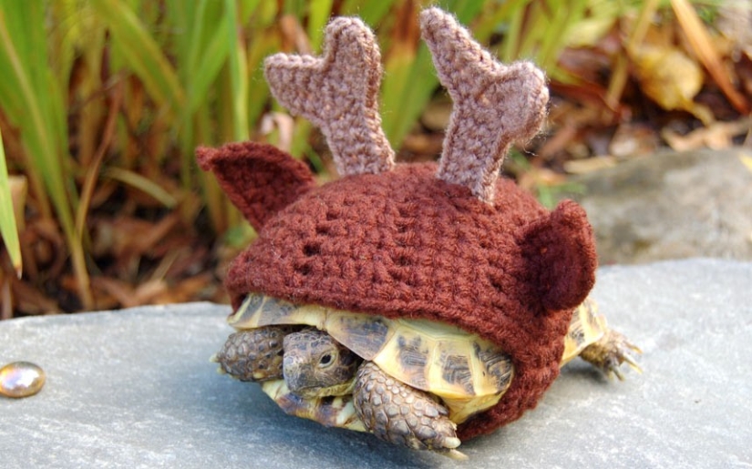 Kathy Bradley knits unusual costumes for turtles Kathy Bradley knits unusual costumes for turtles