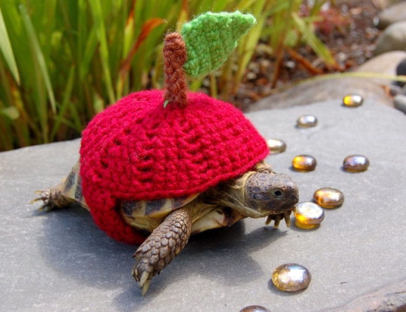 Kathy Bradley knits unusual costumes for turtles Kathy Bradley knits unusual costumes for turtles