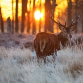 Keepers of the forest post