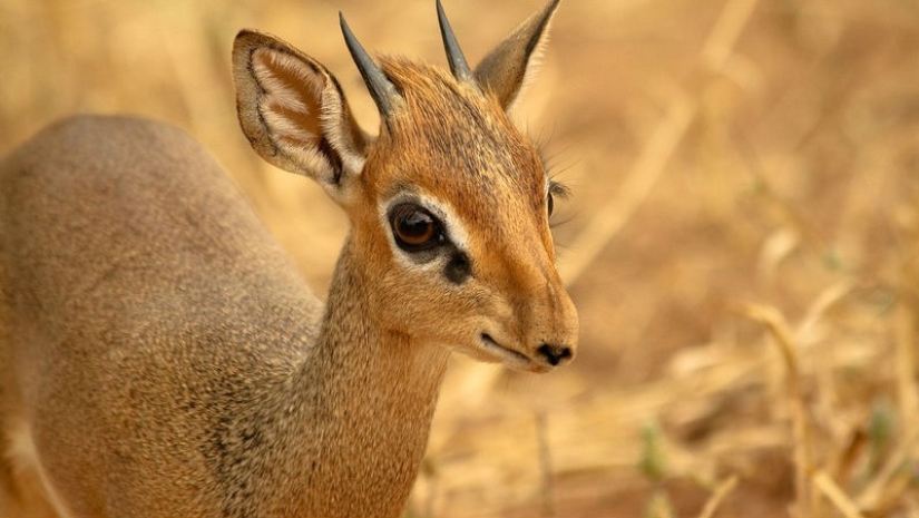 Kenia: dikdik es el antílope más pequeño del mundo