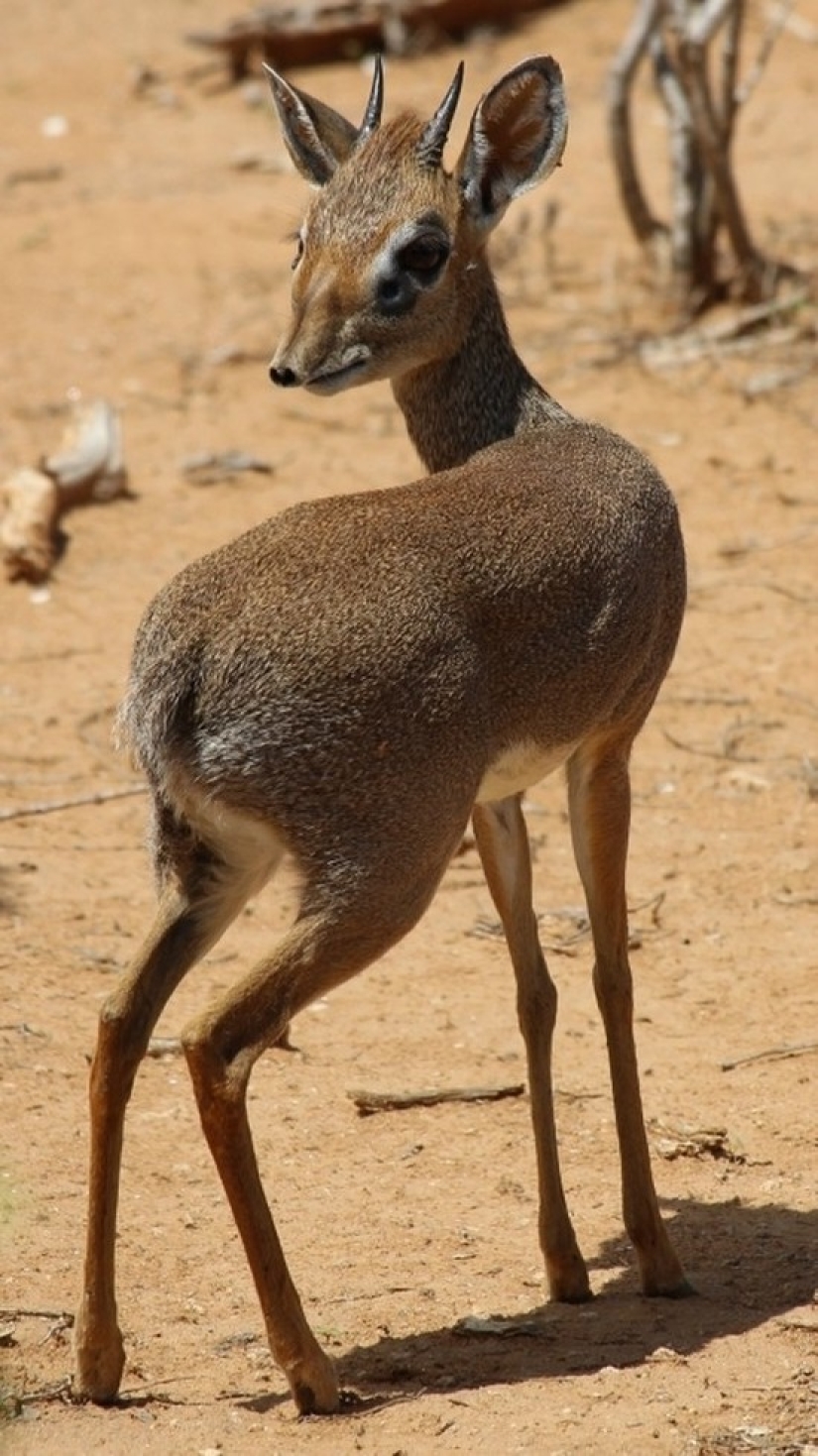 Kenia: dikdik es el antílope más pequeño del mundo