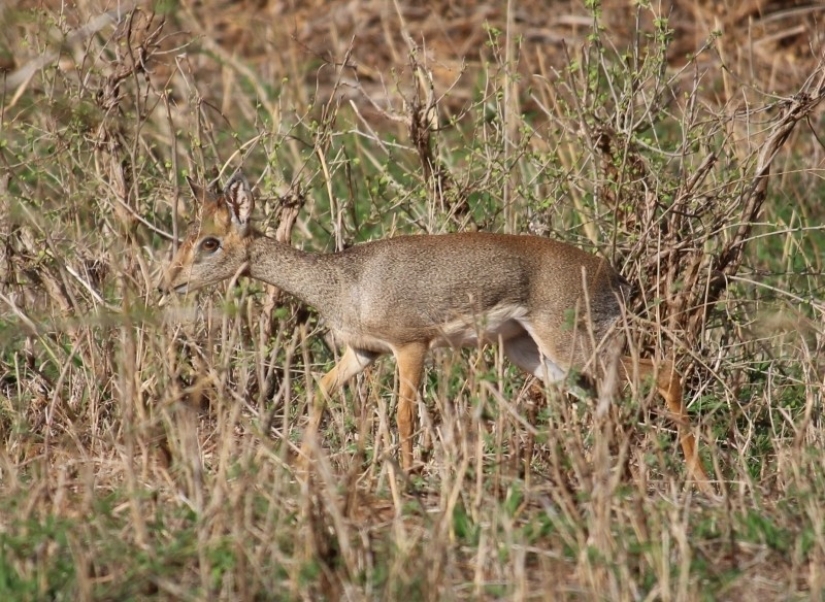 Kenia: dikdik es el antílope más pequeño del mundo