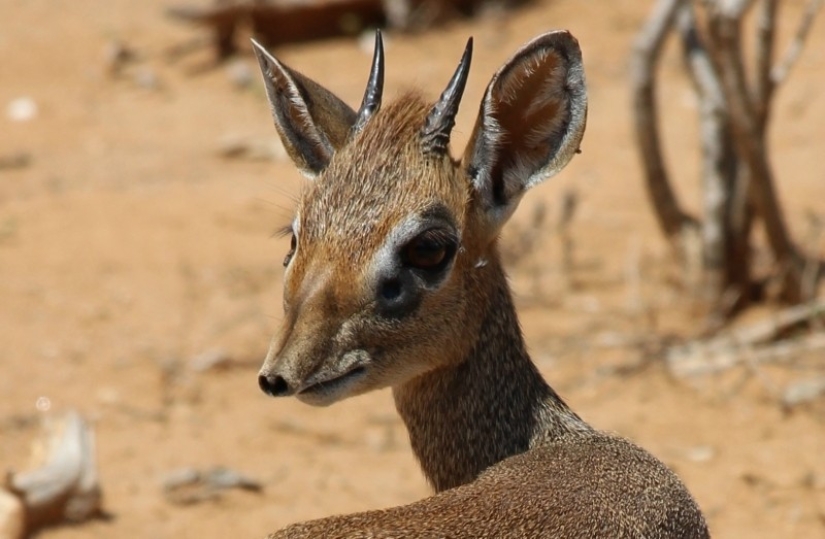 Kenia: dikdik es el antílope más pequeño del mundo