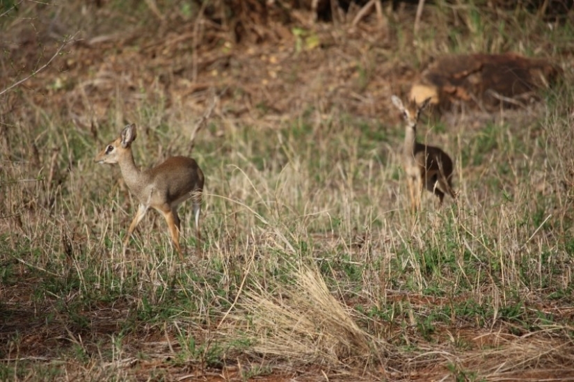 Kenia: dikdik es el antílope más pequeño del mundo