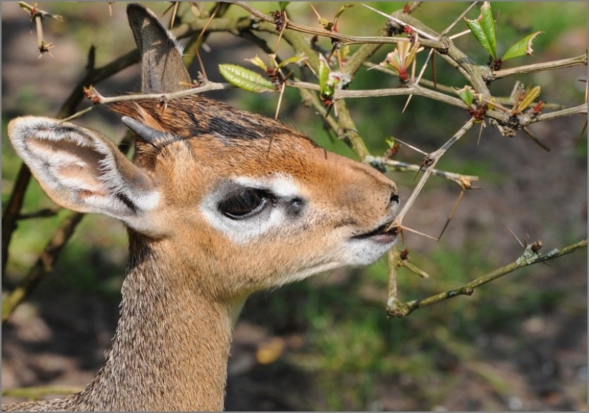 Kenia: dikdik es el antílope más pequeño del mundo