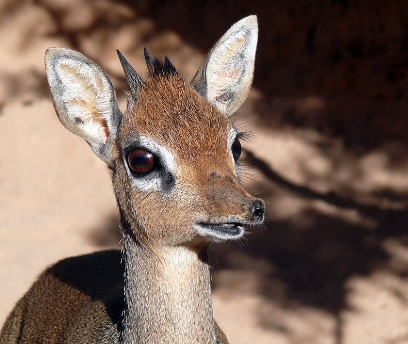 Kenia: dikdik es el antílope más pequeño del mundo