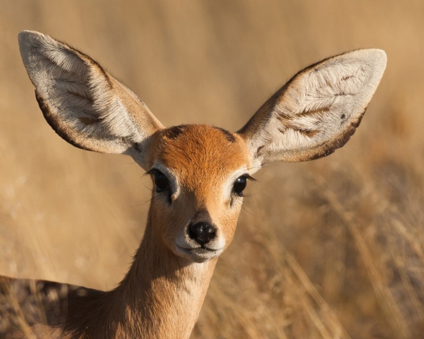 Kenia: dikdik es el antílope más pequeño del mundo