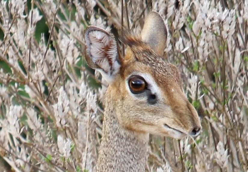Kenia: dikdik es el antílope más pequeño del mundo