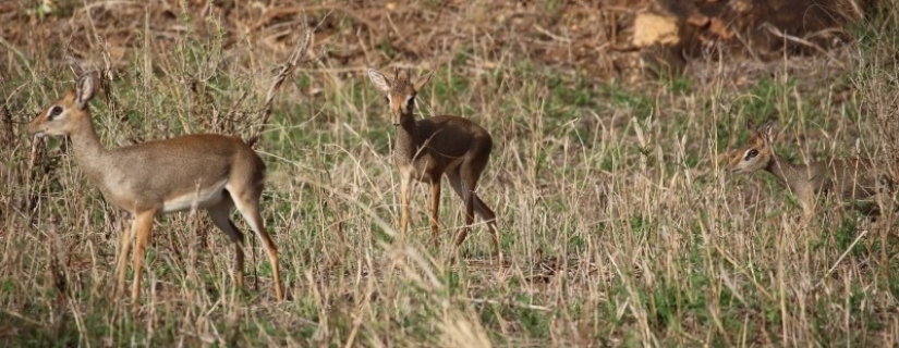 Kenia: dikdik es el antílope más pequeño del mundo