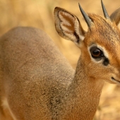 Kenya: dikdik is the smallest antelope in the world