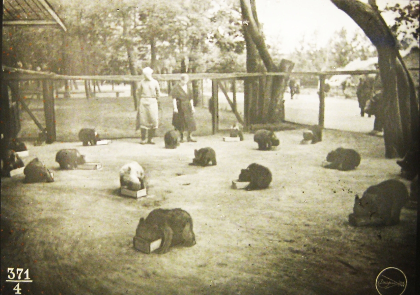 Kids in a cage: 154 years of the Moscow Zoo