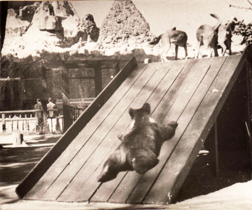 Kids in a cage: 154 years of the Moscow Zoo