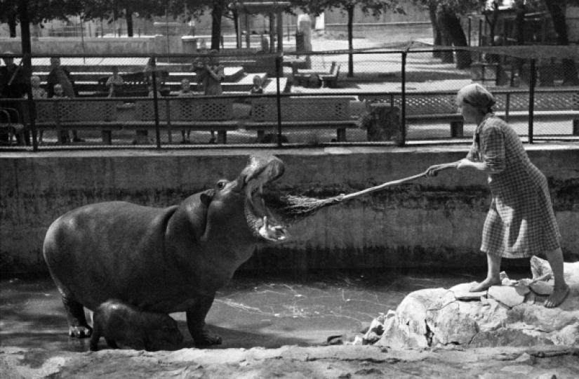 Kids in a cage: 154 years of the Moscow Zoo